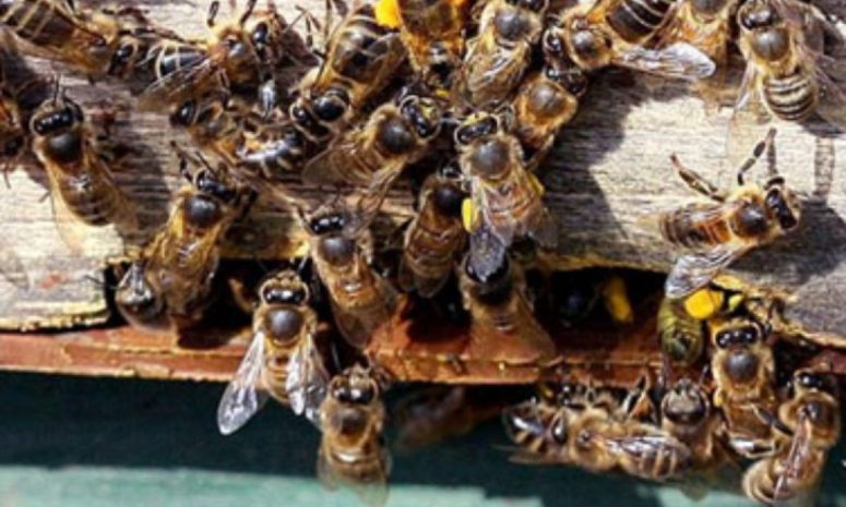 Ataque de abejas deja 40 lesionados en Viacrucis de Poncitlán en Jalisco