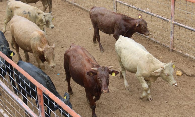 Reanuda México exportación de ganado en pie a Estados Unidos