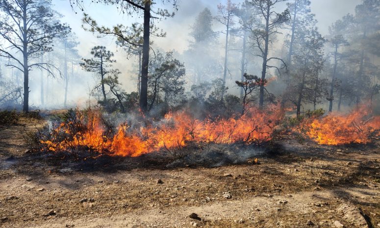 Despliegan a más de 170 brigadistas para atender incendios forestales