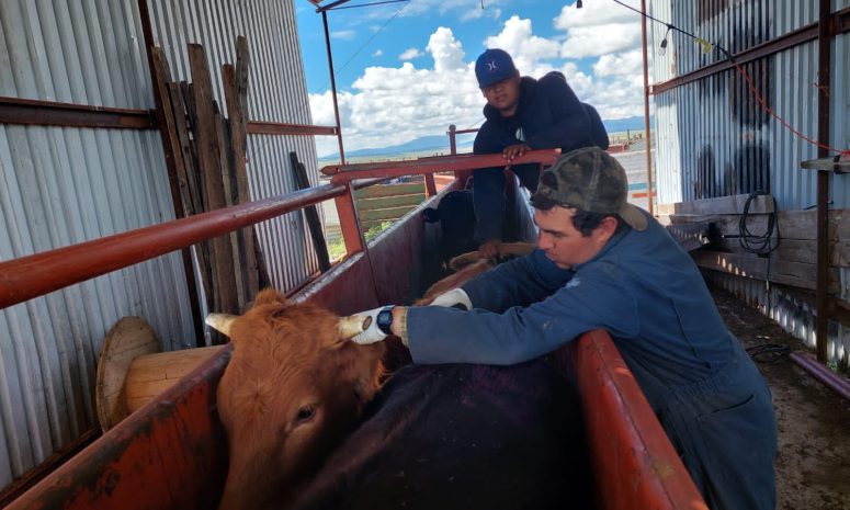 Destinaron 415 mdp para sanidad agropecuaria en Chihuahua