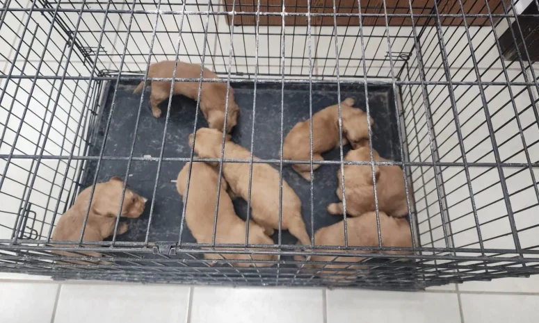 Multan a hombre que vendía cachorros de Golden Retriever