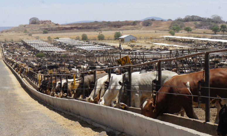 Abrirá EU frontera para cruce de ganado criado en Chihuahua y Sonora