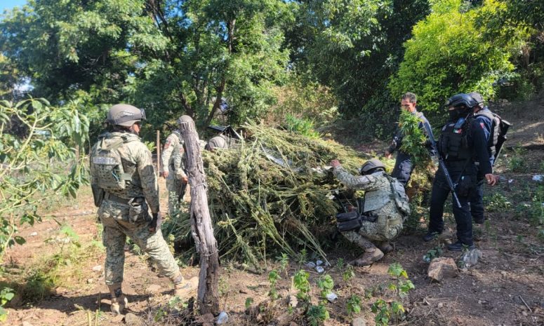Halló SSPE plantíos en Moris tras operativos