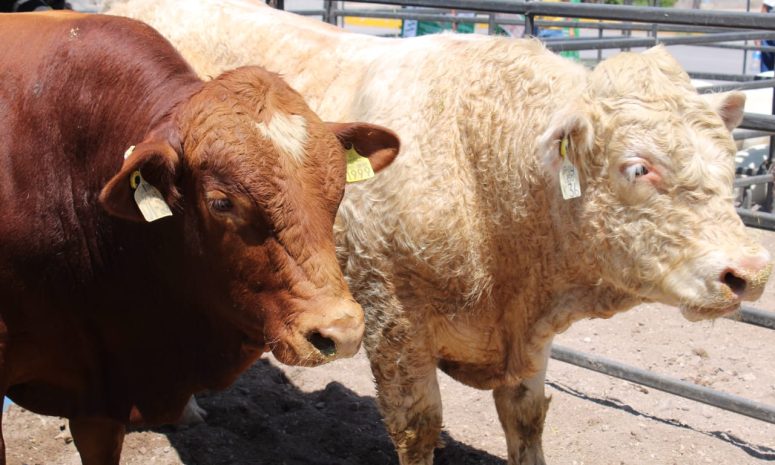 Se blinda Chihuahua contra Gusano Barrenador: Gobierno