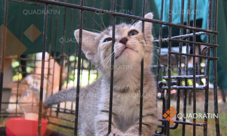 Invitan a juarenses a nutrir nueva ley de bienestar animal