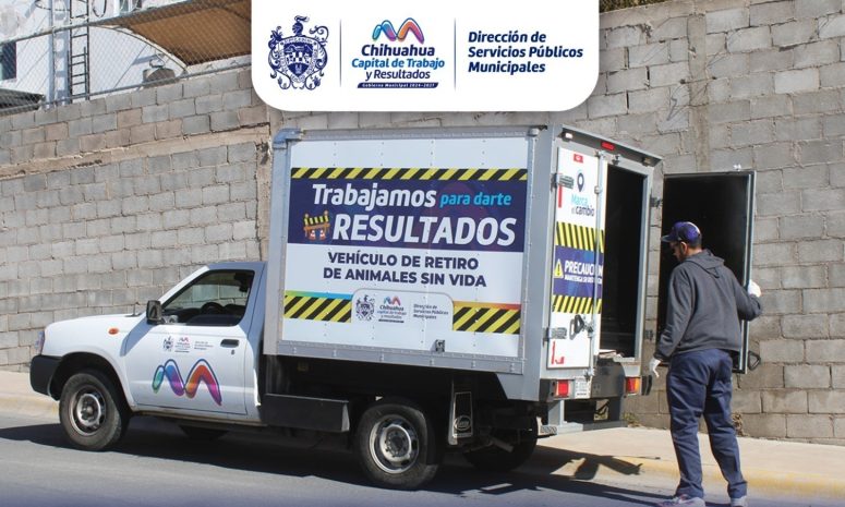 Retiran brigadas del Municipio hasta 330 animales sin vida de la calle