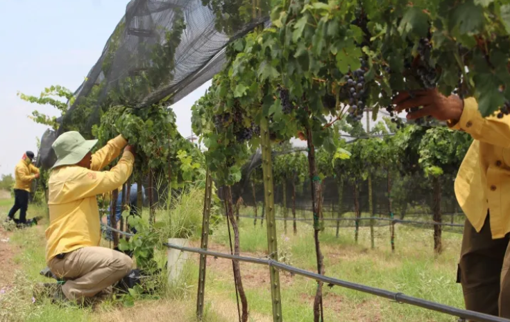 Produce anualmente viñedo de Gobierno 10 toneladas de uva