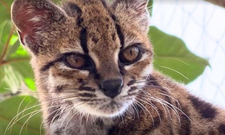 El pequeño felino que pasó desapercibido durante años