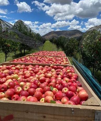 Chihuahua aporta el 85.7% de la producción nacional de manzana