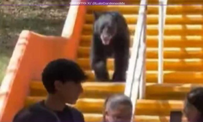 ¡Visita inesperada en el campus! Un oso sorprende a estudiantes