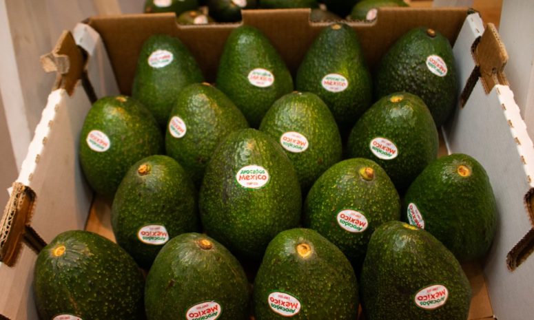 Aumentará precio del aguacate; viene época de más demanda