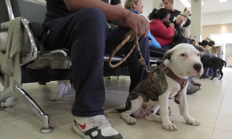 Suman 12 casos de rabia en animales en Jalisco; refuerzan llamado a vacunar mascotas