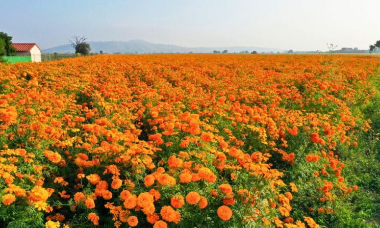 Campos de Chihuahua se llenan de cempasúchil para celebrar el Día de Muertos