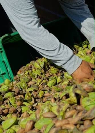 Jorge Aldana anuncia operativo especial para proteger cosecha de nuez en Camargo