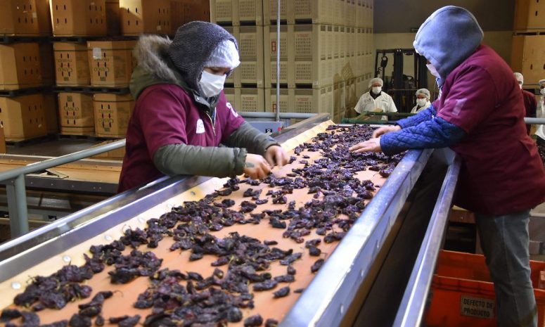 Cae más del 50% producción de chipotle en Saucillo