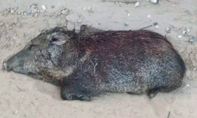 Atropellan a pecarí en Samalayuca; denuncian daños por todoterrenos