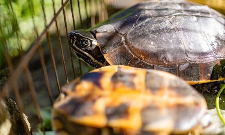 Arrestan a mujer en Texas por traficar 72 animales exóticos en su auto
